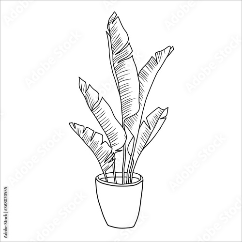 Vector linear sketch house plant banana illustration. houseplants, indoor and office plants in pot. Hand drawn tropical house plants. Scandinavian style illustration, modern and elegant home decor.