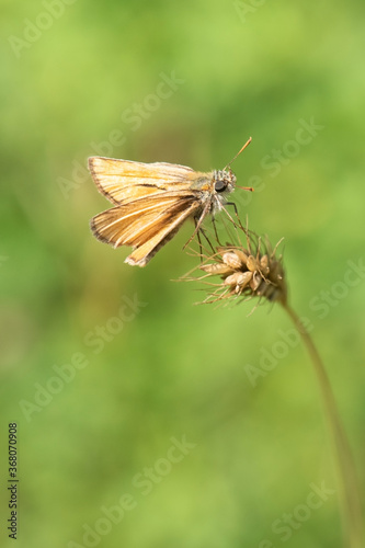 butterfly on a leaf