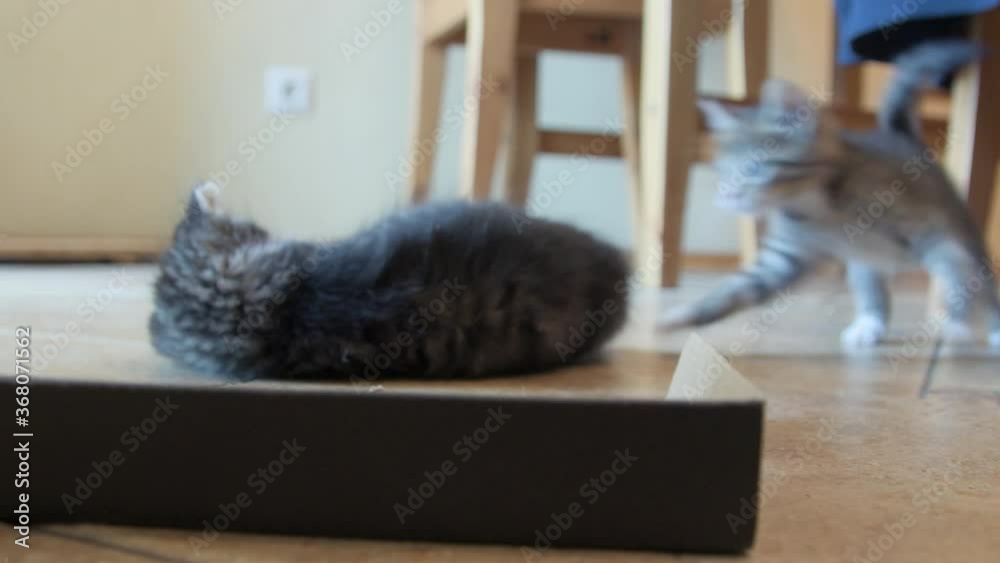 Kittens playing together. Two cute baby cats messing with each other ...