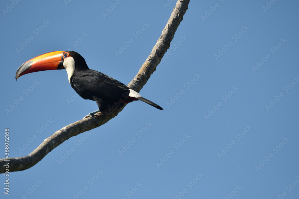 Fototapeta premium toucan on a tree
