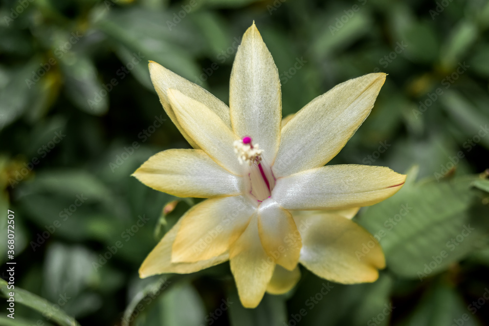 Fototapeta premium False Christmas Cactus (Schlumbergera truncata) in greenhouse