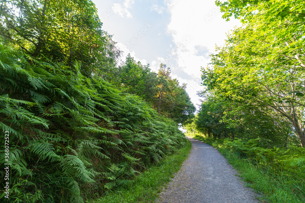 View of a path in a forest with trees and ferns, a sunny summer afternoon, in Elorriaga, Basque Country, horizontal
