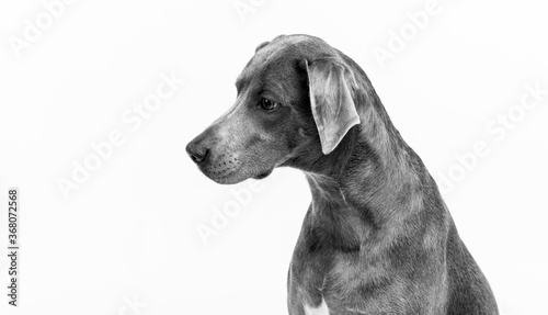 Blue Lacy