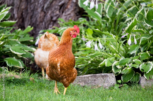 Wallpaper Mural Free-range red hens roaming around a country garden during a summer morning, Island of Orleans, Quebec, Canada Torontodigital.ca