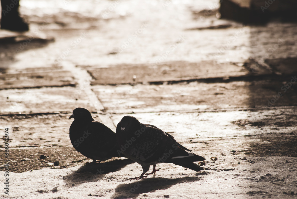 Obraz premium pigeons on the beton 