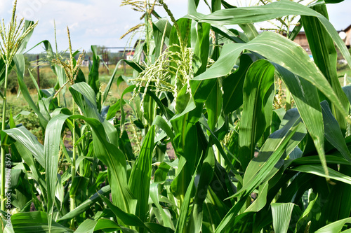 Corn plant close up in the summer garden
