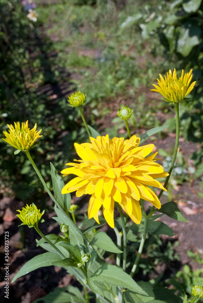 Naklejka premium Cutleaf (Rudbeckia laciniata) in garden, Central Russia