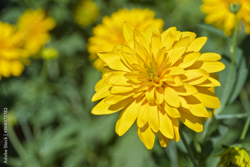 Cutleaf (Rudbeckia laciniata) in garden, Central Russia Cutleaf (Rudbeckia laciniata) in garden, Central Russia