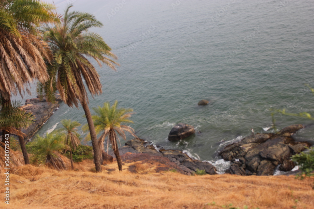 Fototapeta premium palm trees on the beach