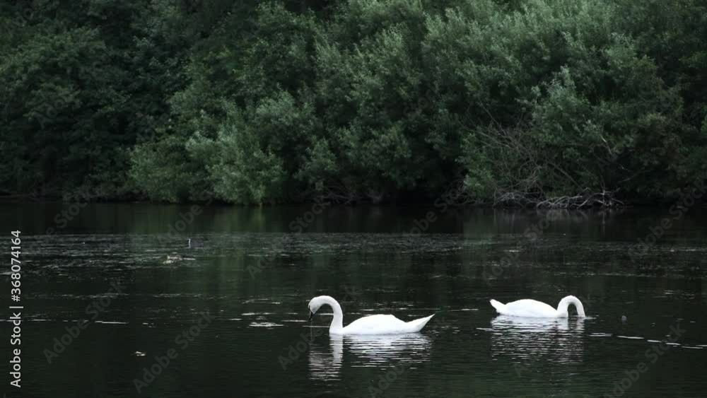 Two White Swans Feeding from the Bottom of a Lake in the Forest Two White Swans Feeding from the Bottom of a Lake in the Forest