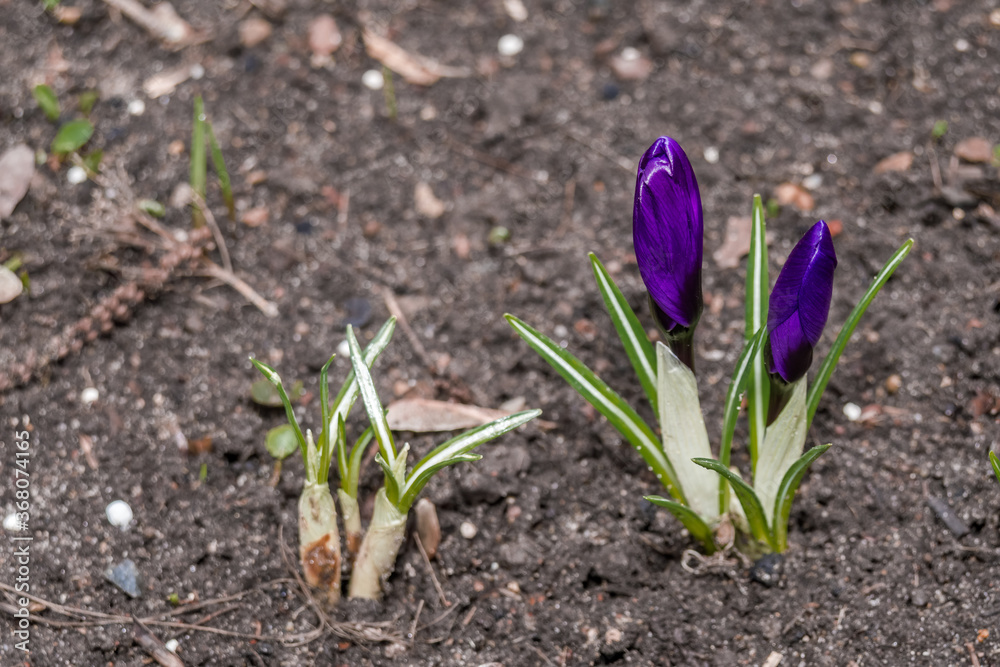 Spring Crocus (Crocus vernus) in garden Spring Crocus (Crocus vernus) in garden