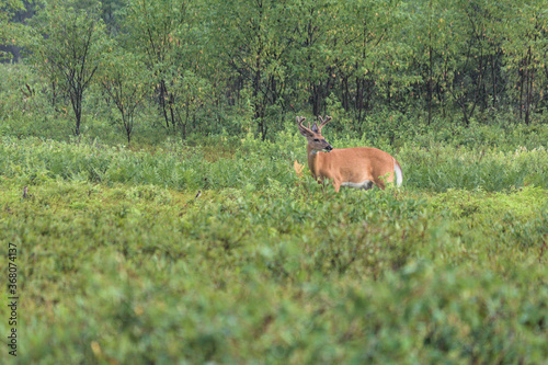 Whitetail grazing on leaves in the brush in the early morning light. 