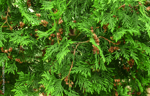 Fresh green leaves background. Background of green plants in tropical forests  wallpaper.