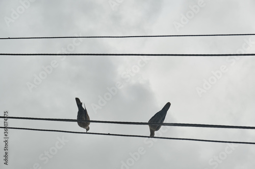Birds on electrical wires under a cloudy, closed sky © ozencdeniz