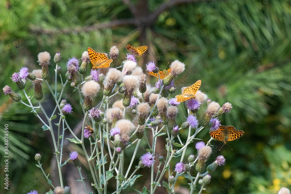 Nymphalidae / İspanyol Kraliçesi / / Issoria lathonia Nymphalidae / İspanyol Kraliçesi / / Issoria lathonia