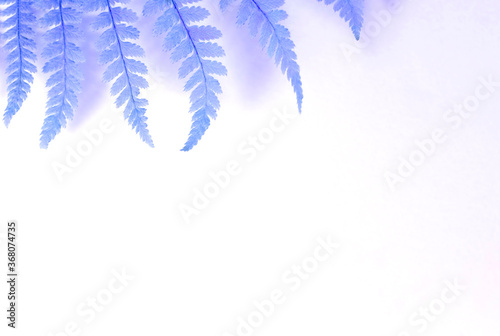 Beautiful clean white background of blue fern. Minimalistic isolated leaves wallpaper. Copy space