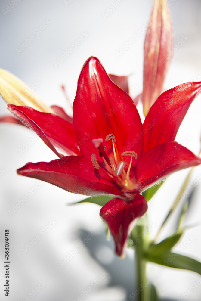 Fototapeta premium Closeup of a beautiful red lily flower on a white background