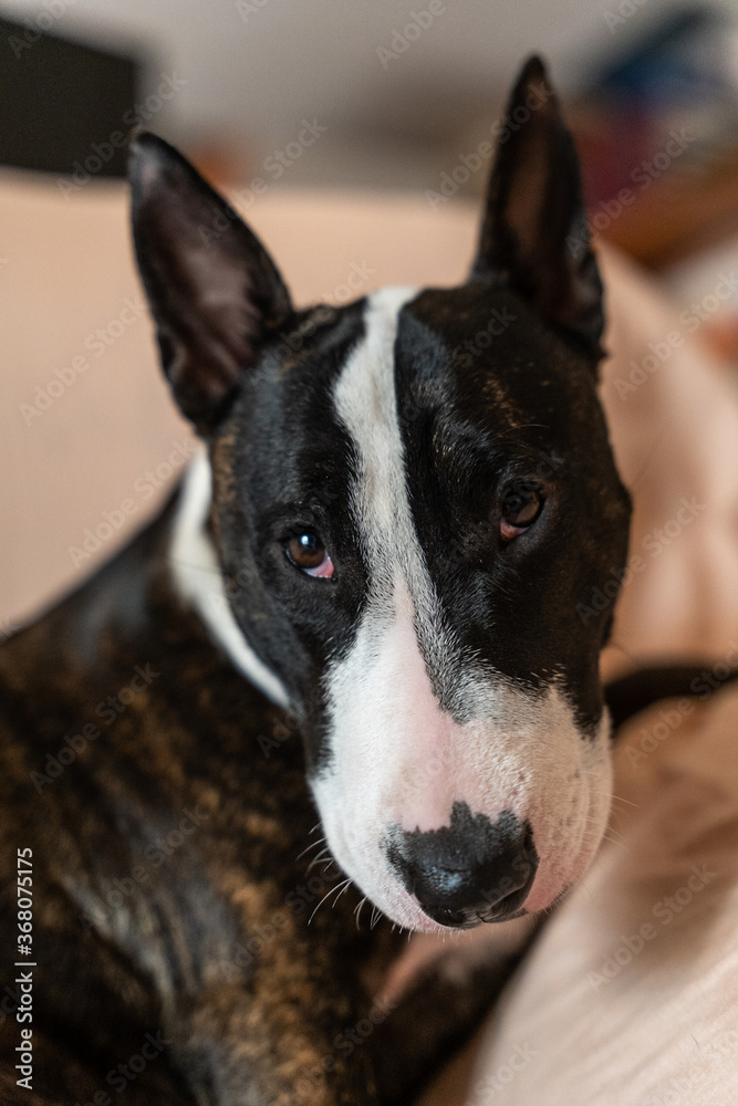 Hazelnut Bull Terrier black and white, in different postures
