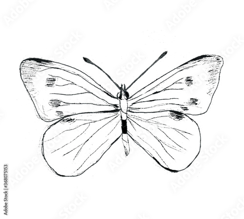 Hand drawn large white cabbage butterfly illustartion