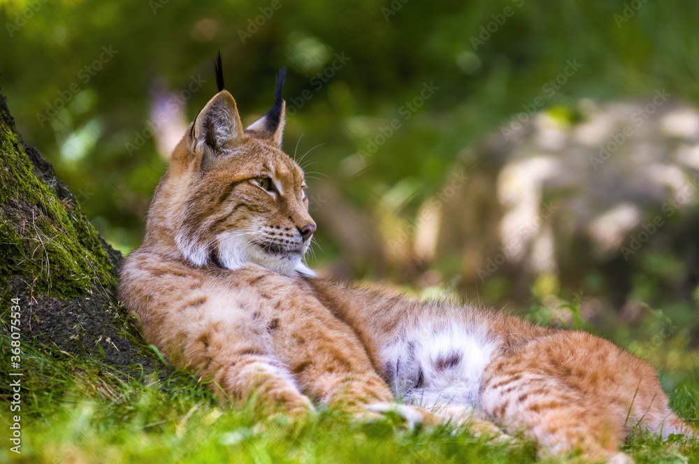 Obraz premium a wild lynx is hiding in the forest
