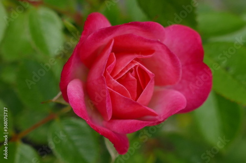 pink rose in garden