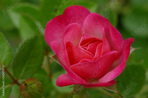 pink rose bud