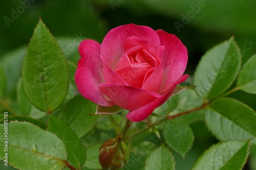 pink rose in garden