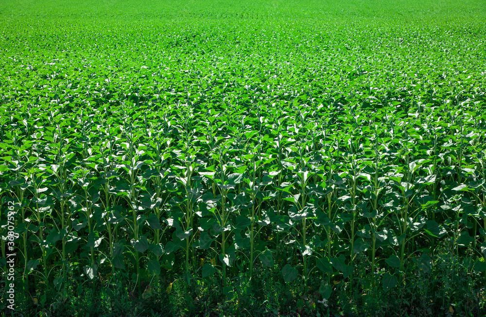 Young sunflower field. Agriculture. Young sunflower field. Agriculture.