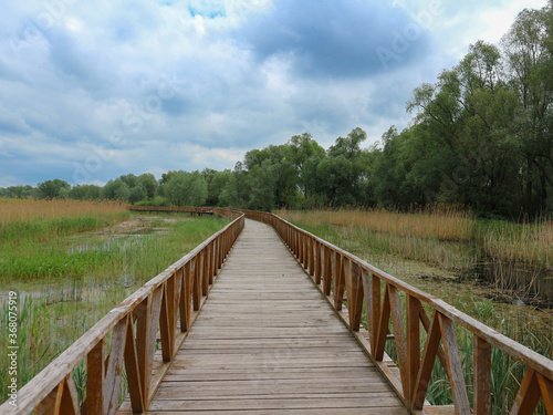 Fototapeta Naklejka Na Ścianę i Meble -  Wooden pathway above swamp in flood area of national park Kopacki Rit, located in region of Slavonija in continental Croatia