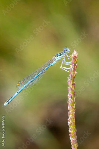 blue dragonfly on a branch