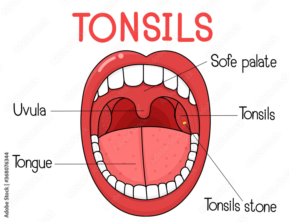 Fototapeta Anatomy of the Tonsils in body human.