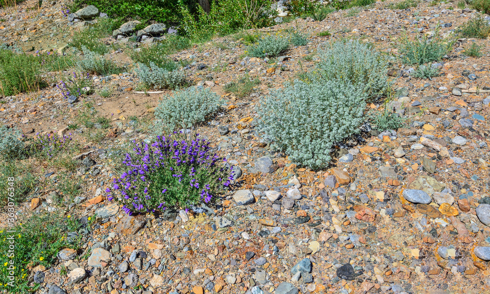Sagebrush (Artemisia rutifolia) and blue flowers of Dracocephalum grandiflorum in steppe landscape Sagebrush (Artemisia rutifolia) and blue flowers of Dracocephalum grandiflorum in steppe landscape