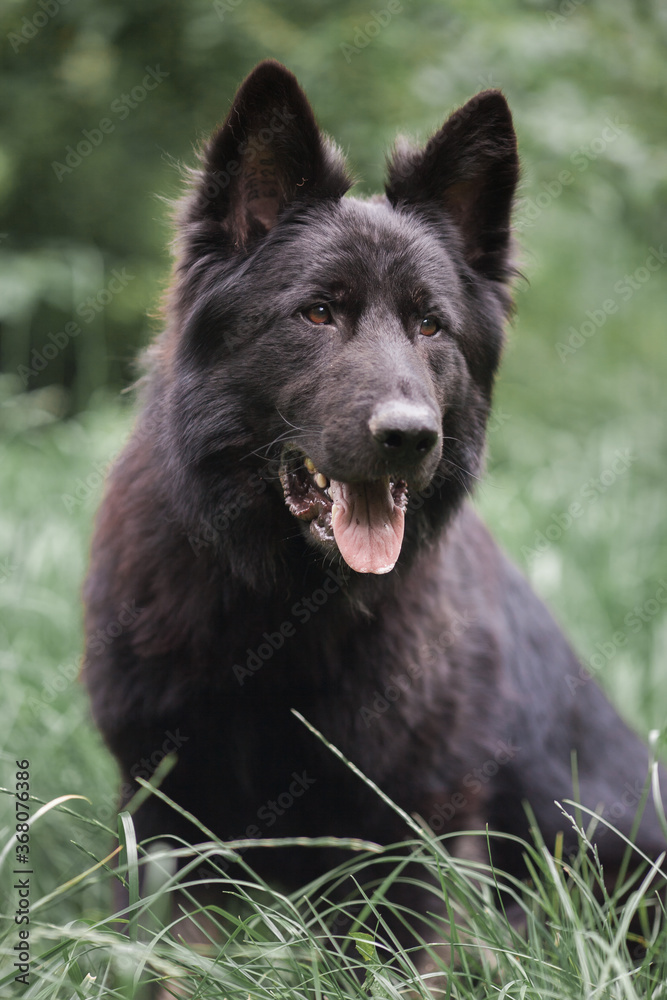 Black Dog Shepherd Close-up summer