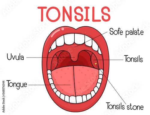 Anatomy of the Tonsils in body human.