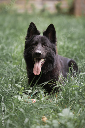 Black Dog Shepherd Close-up summer