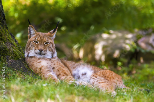 a wild lynx is hiding in the forest