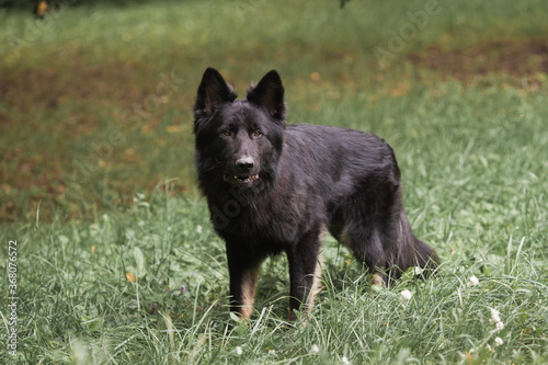 Black Dog Shepherd Close-up summer