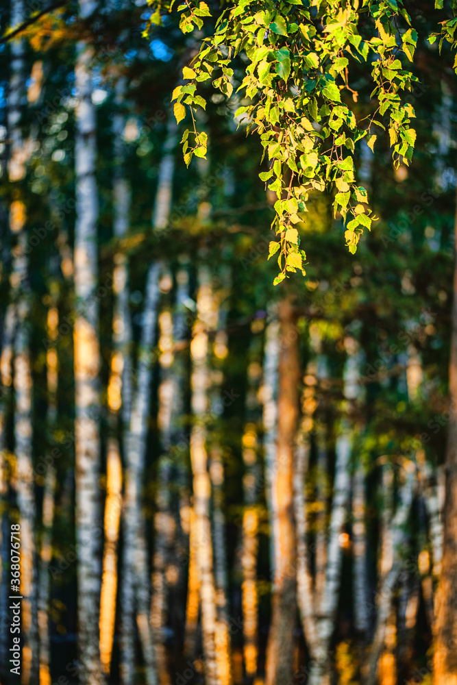Fototapeta premium tree branches with green leaves on background of blurred forest at sunny day 