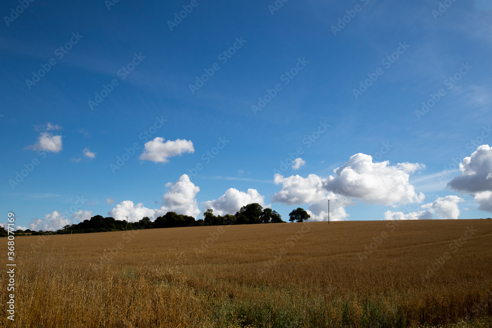 Farmland view in rural Hampshire with summer wheat crop and blue cloudy sky