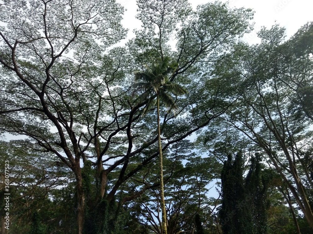 Fototapeta premium trees and sky