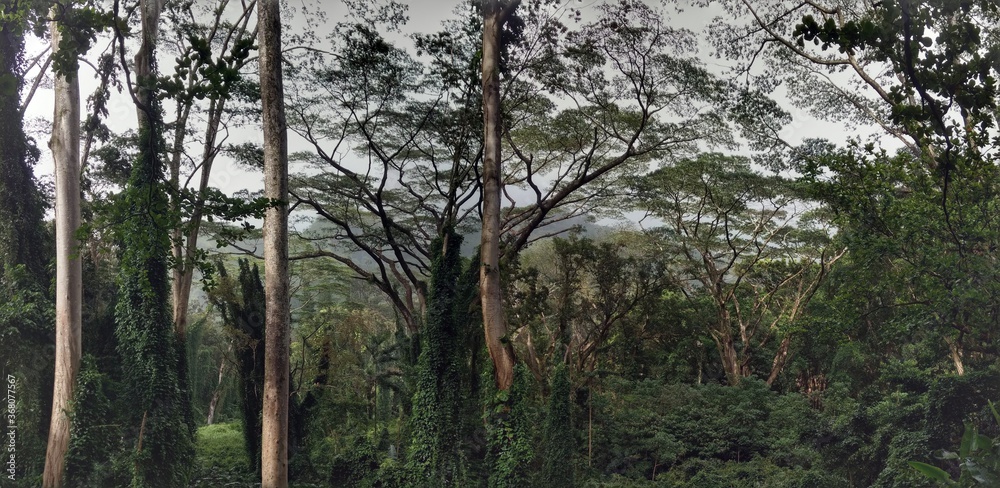 Fototapeta premium trees in the forest