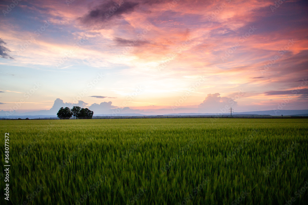 Naklejka premium Cornfield wit sky