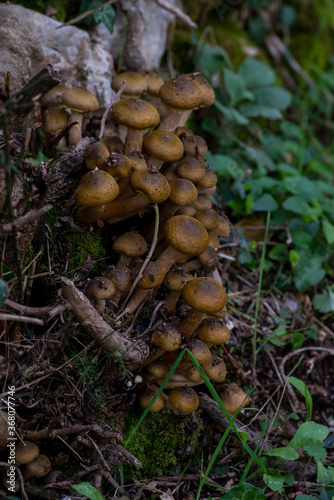 wild mushroom family born in a wood