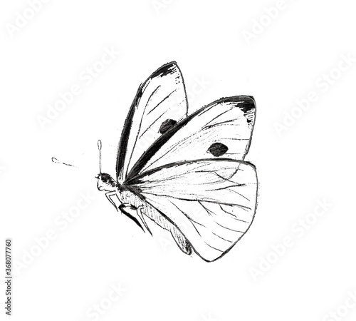 Photography Flying white cabbage butterfly illustartion