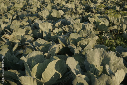 cabbage grows in the field photo