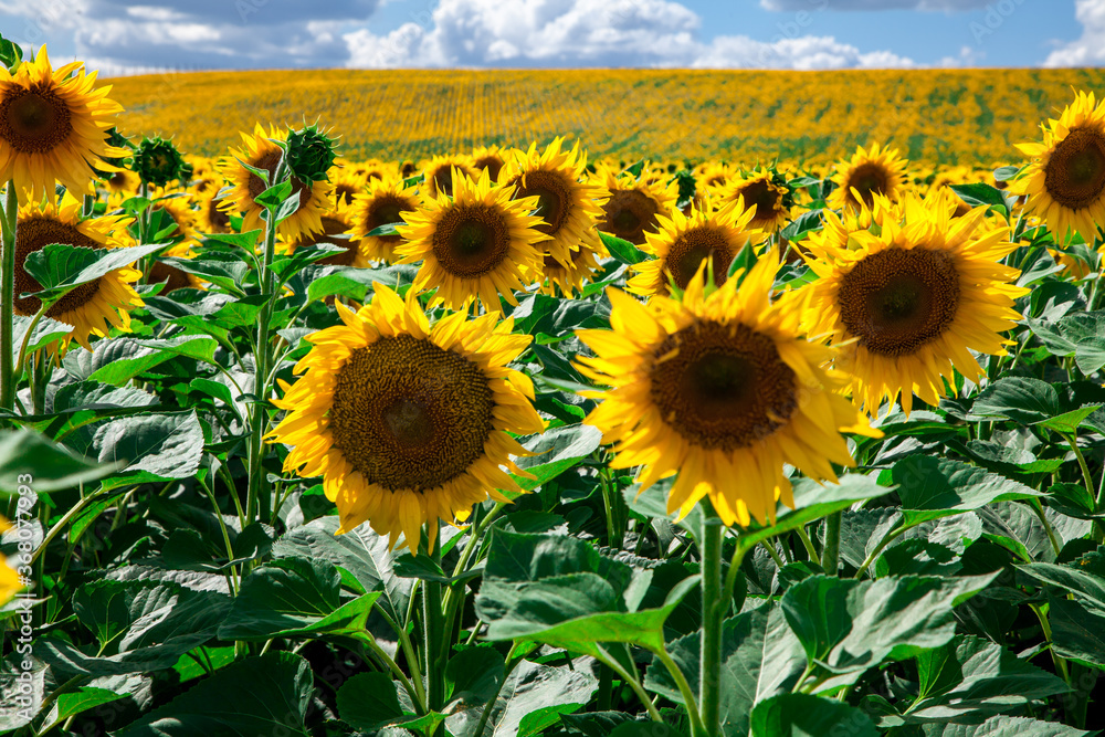 Obraz premium sunflowers against the blue sky. summer flowers.