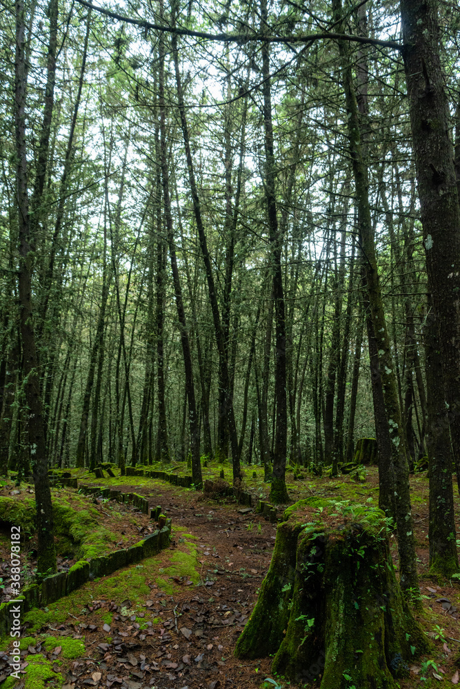 Obraz premium Manantlan