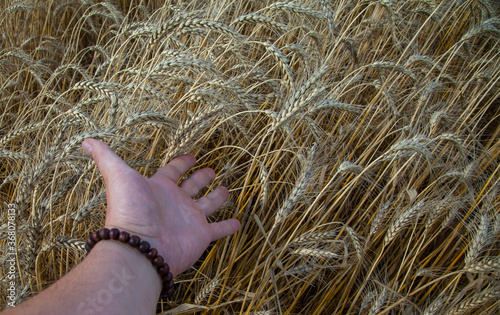 wheat field. Harvest. Agriculture. Harvest.