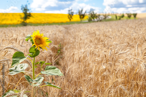 one sunflower in a wheat field.