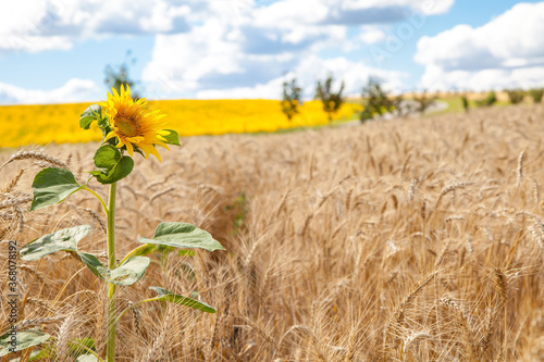 one sunflower in a wheat field.